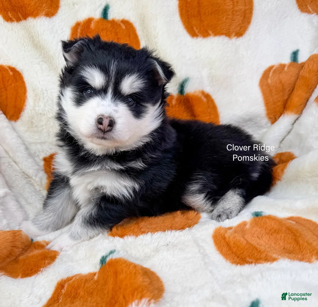 Pomsky dogs for sale: Albany - Ad 2