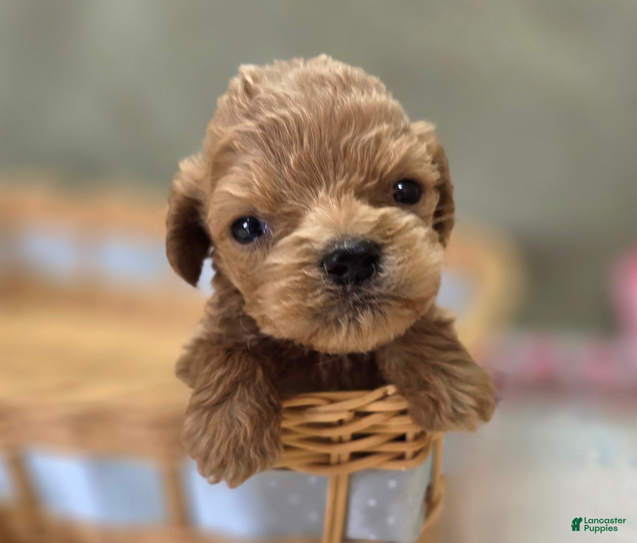 Cockapoo dogs Girdle - Ad 39