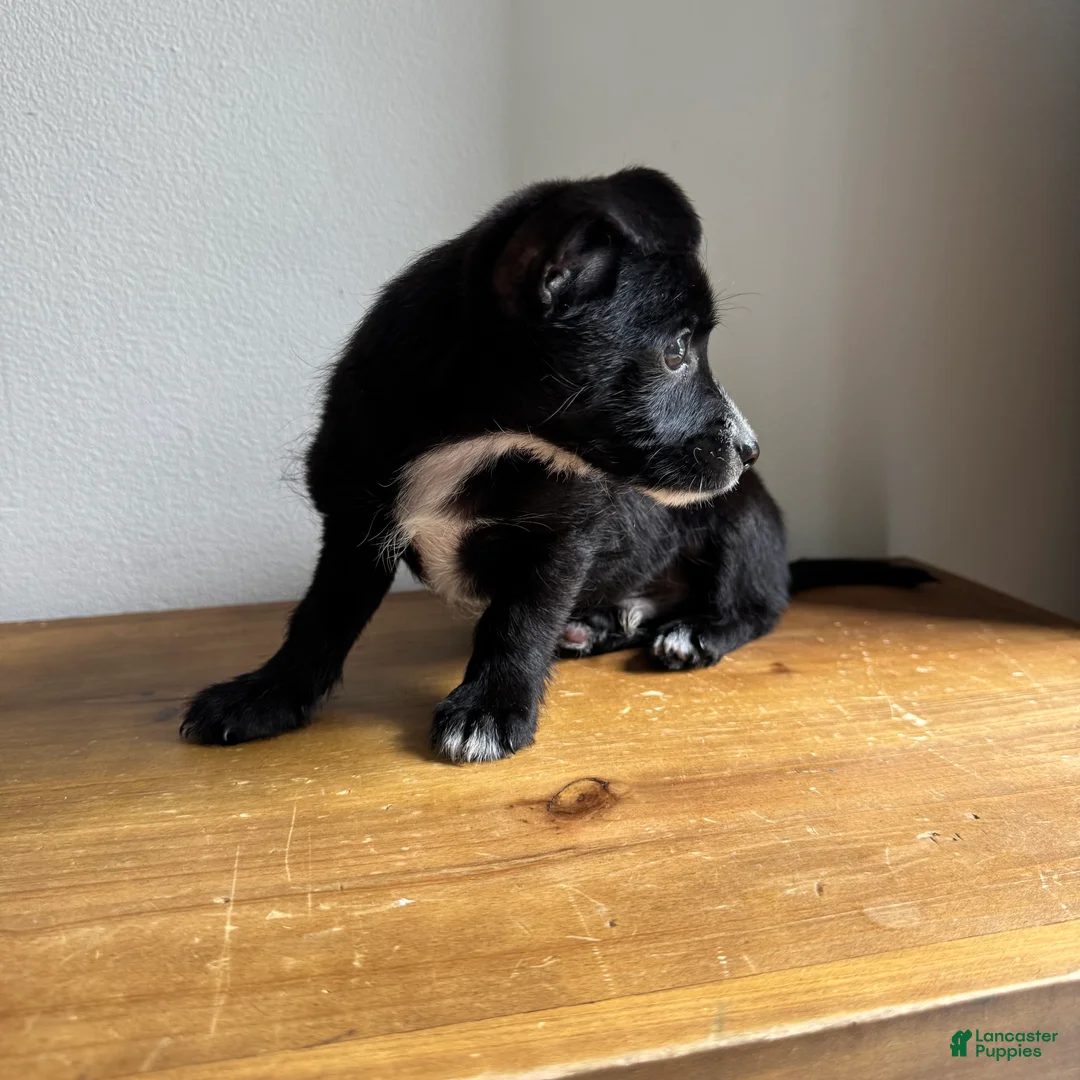 Chorkie dogs for sale: Tito - Ad 6