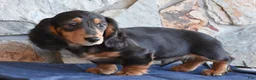 Miniature Dachshund dogs for sale: Abel - Ad 5
