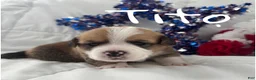 Welsh Corgi Pembroke dogs for sale: Tito - Ad 3