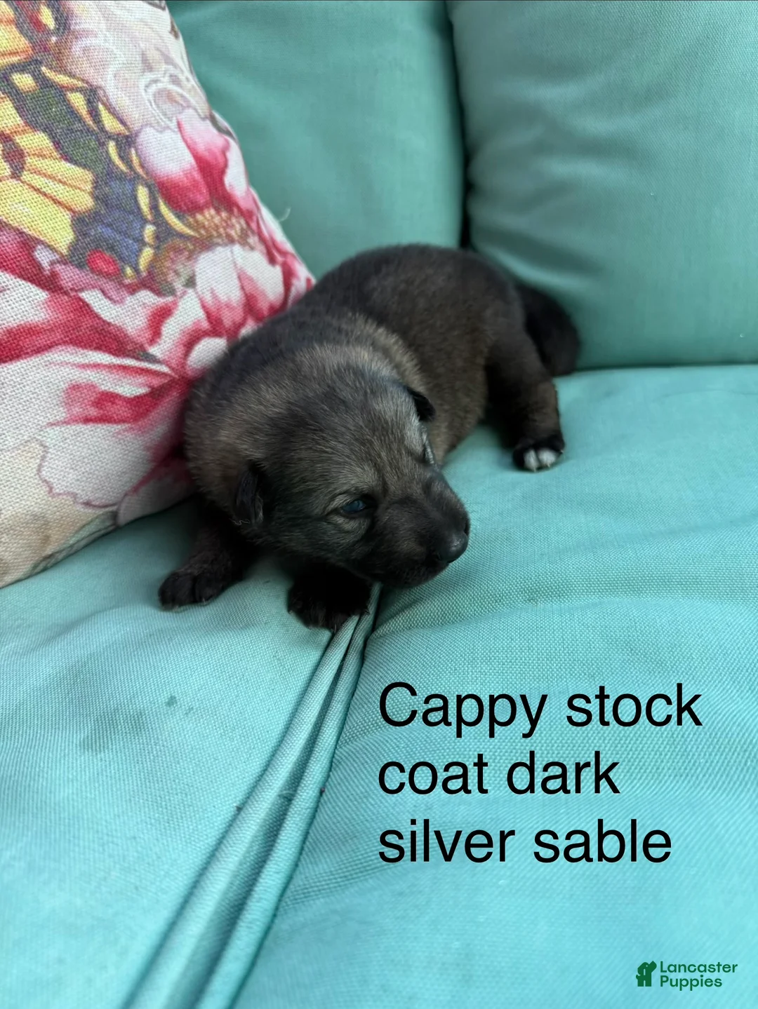 German Shepherd dogs for sale: German Shepherd 4 - Ad 2