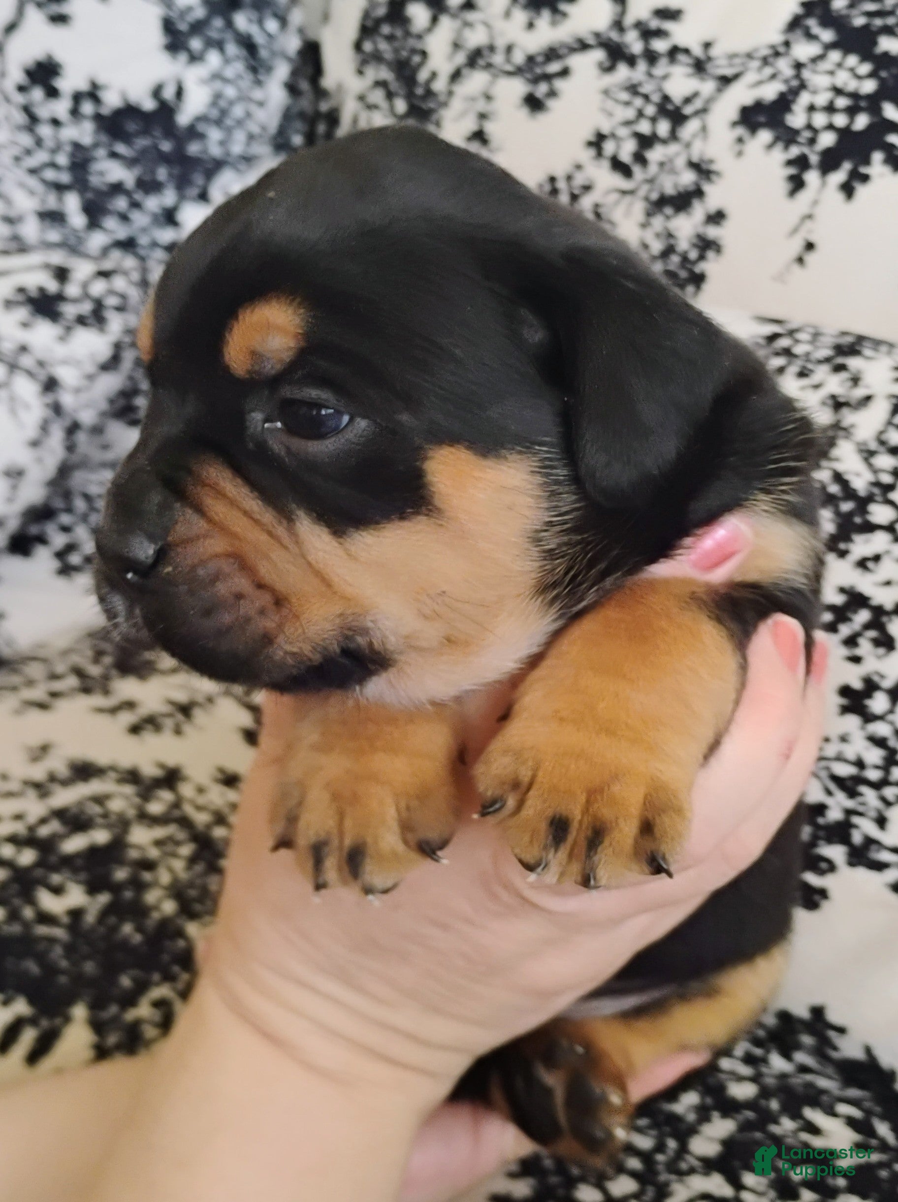 Mixed Breed dogs for sale: Mixed Breed Puppy 1 - Ad 3