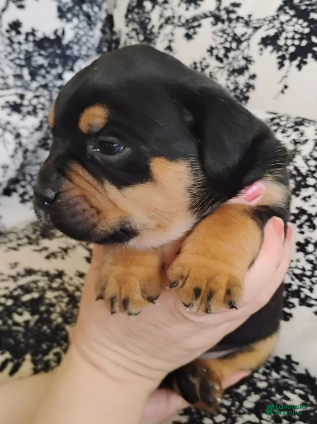 Mixed Breed dogs for sale: Mixed Breed Puppy 1 - Ad 1