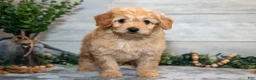 Mini Goldendoodle dogs for sale: Sterling - Ad 1
