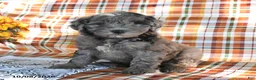 Mini Goldendoodle dogs for sale: Adrian - Ad 3