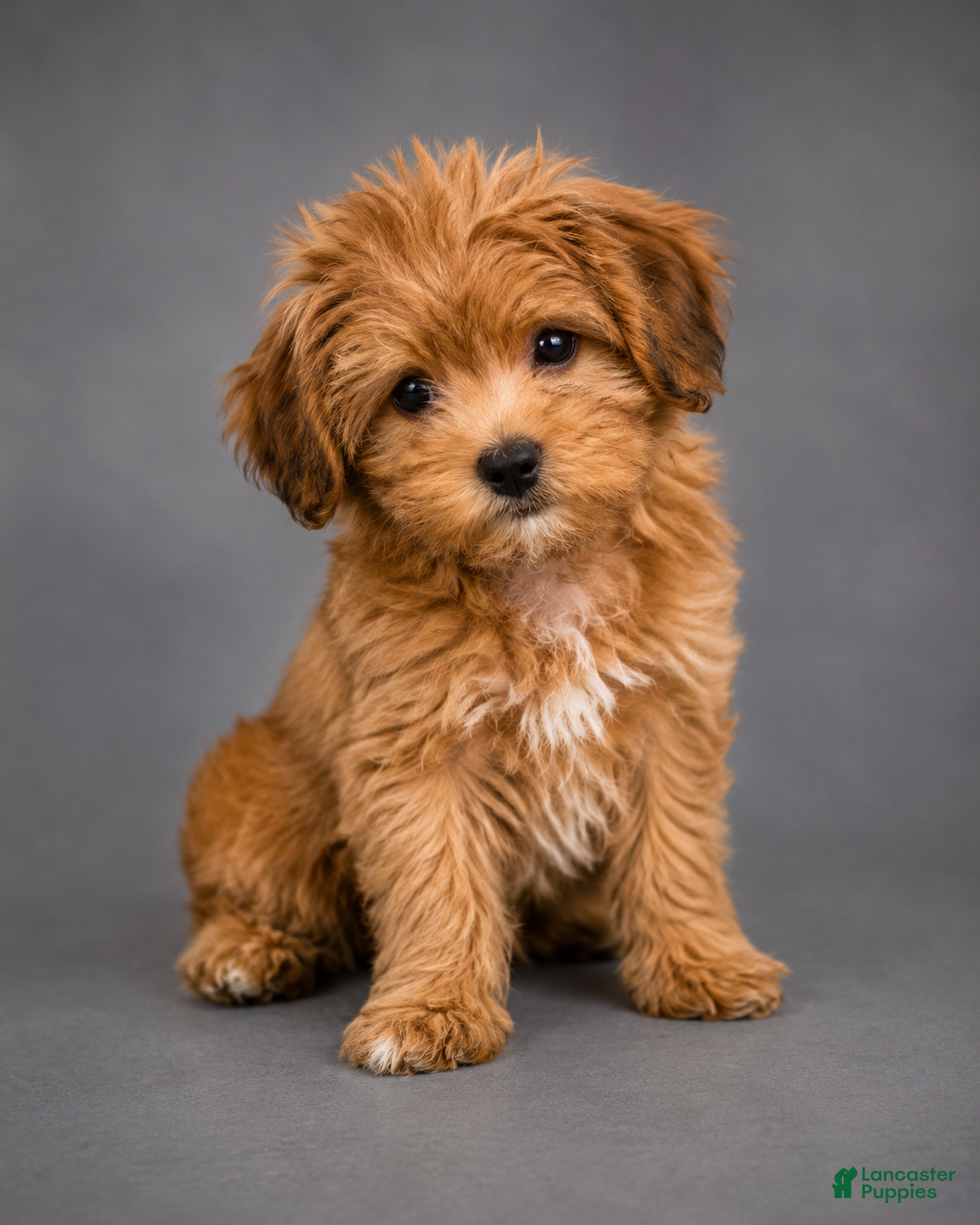 Shorkie dogs Felix  - Ad 8