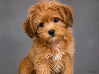 Shorkie dogs Felix - Ad 8