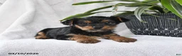 Yorkshire Terrier dogs for sale: Pal - Ad 2