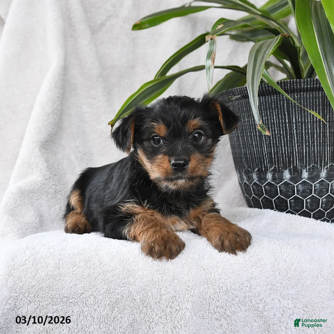 Yorkshire Terrier dogs for sale: Pal - Ad 2