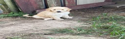 Goldendoodle dogs for sale: Goldendoodle 3 - Ad 12