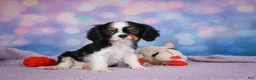 Cavalier King Charles Spaniel dogs for sale: Ricky Genetic Clear - Ad 4