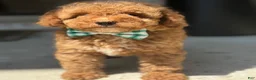 Mini Goldendoodle dogs for sale: Mini Goldendoodle 2 - Ad 3
