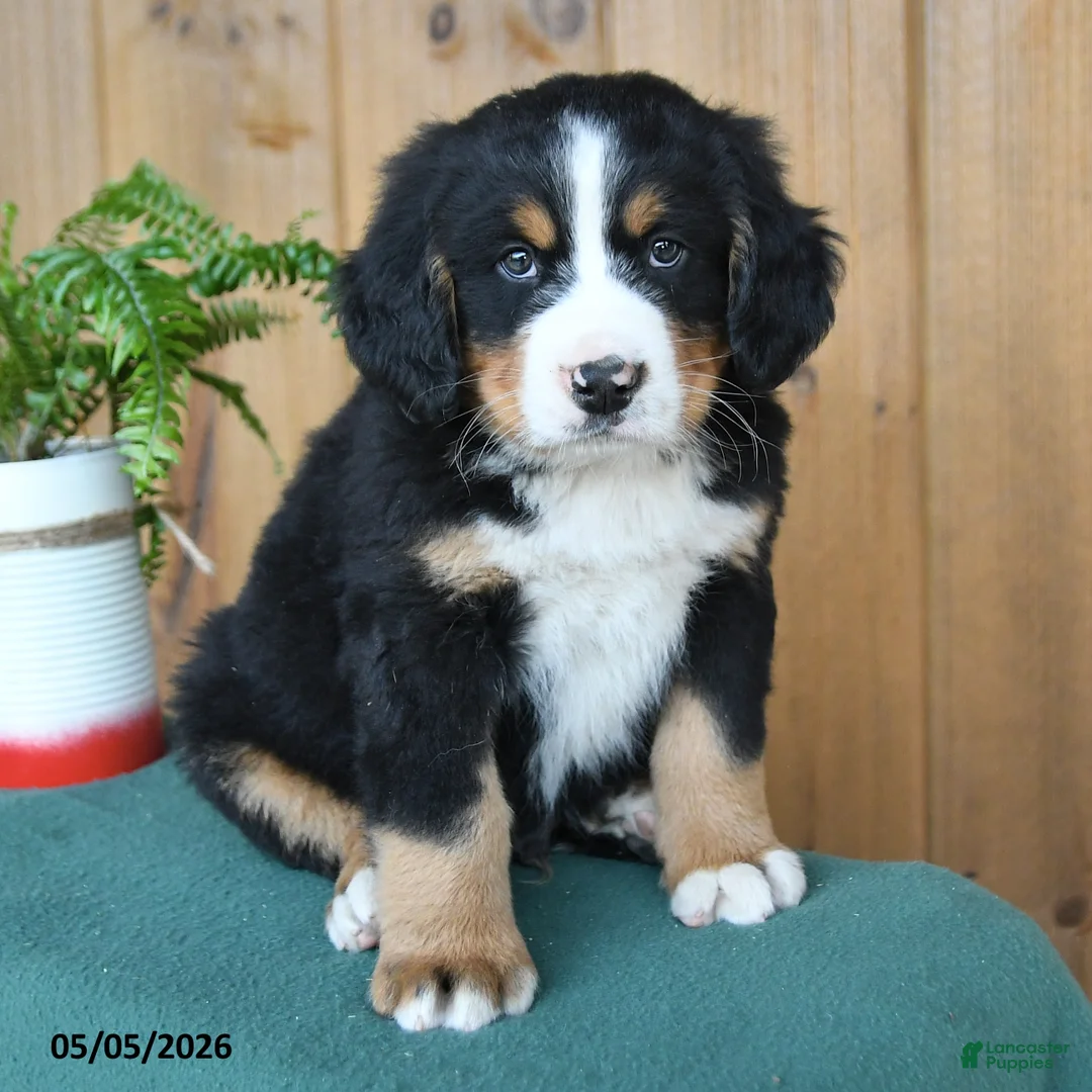 Bernese Mountain Dog dogs for sale: Patrick - Ad 2