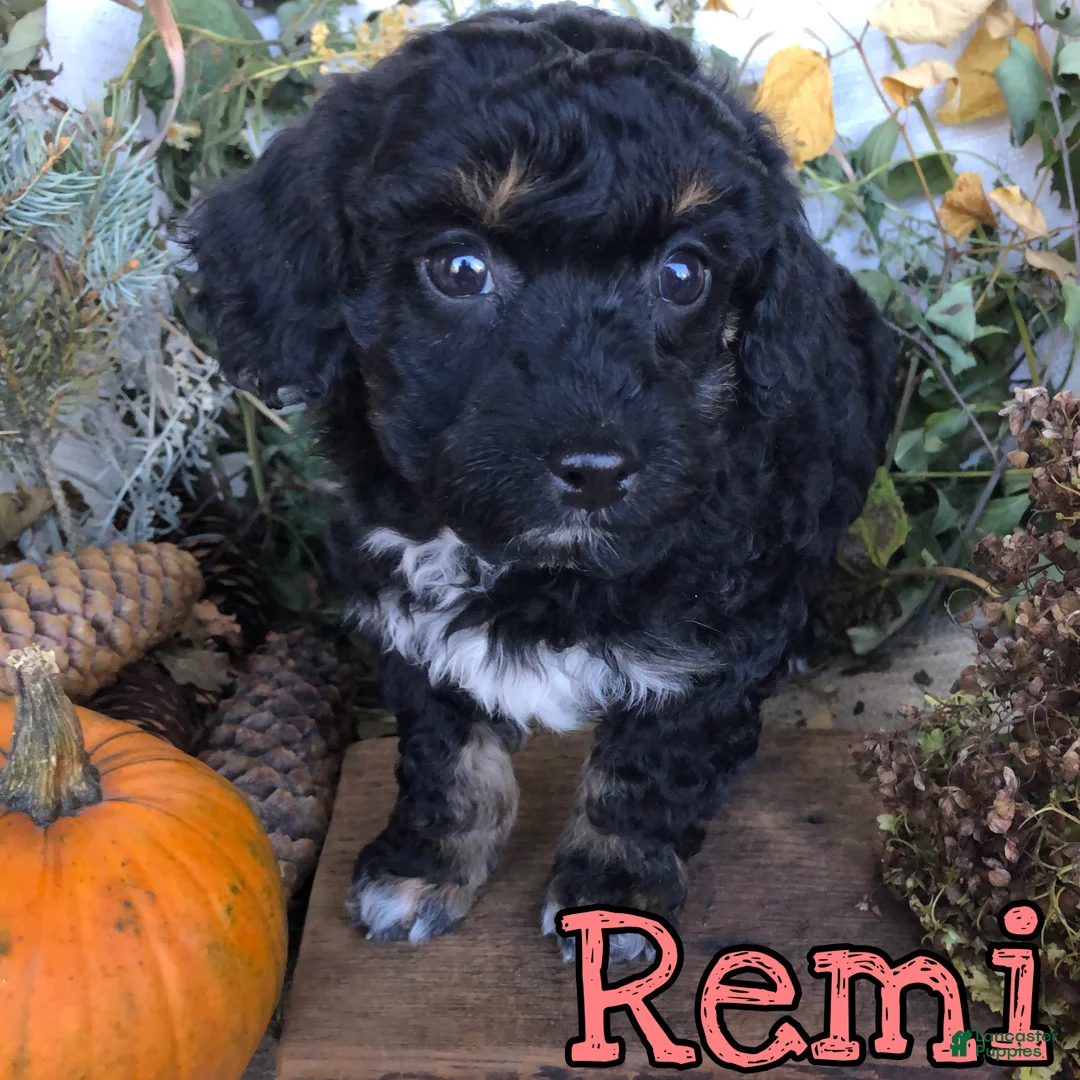 Mixed Breed dogs for sale: Mixed Breed 5 - Ad 1