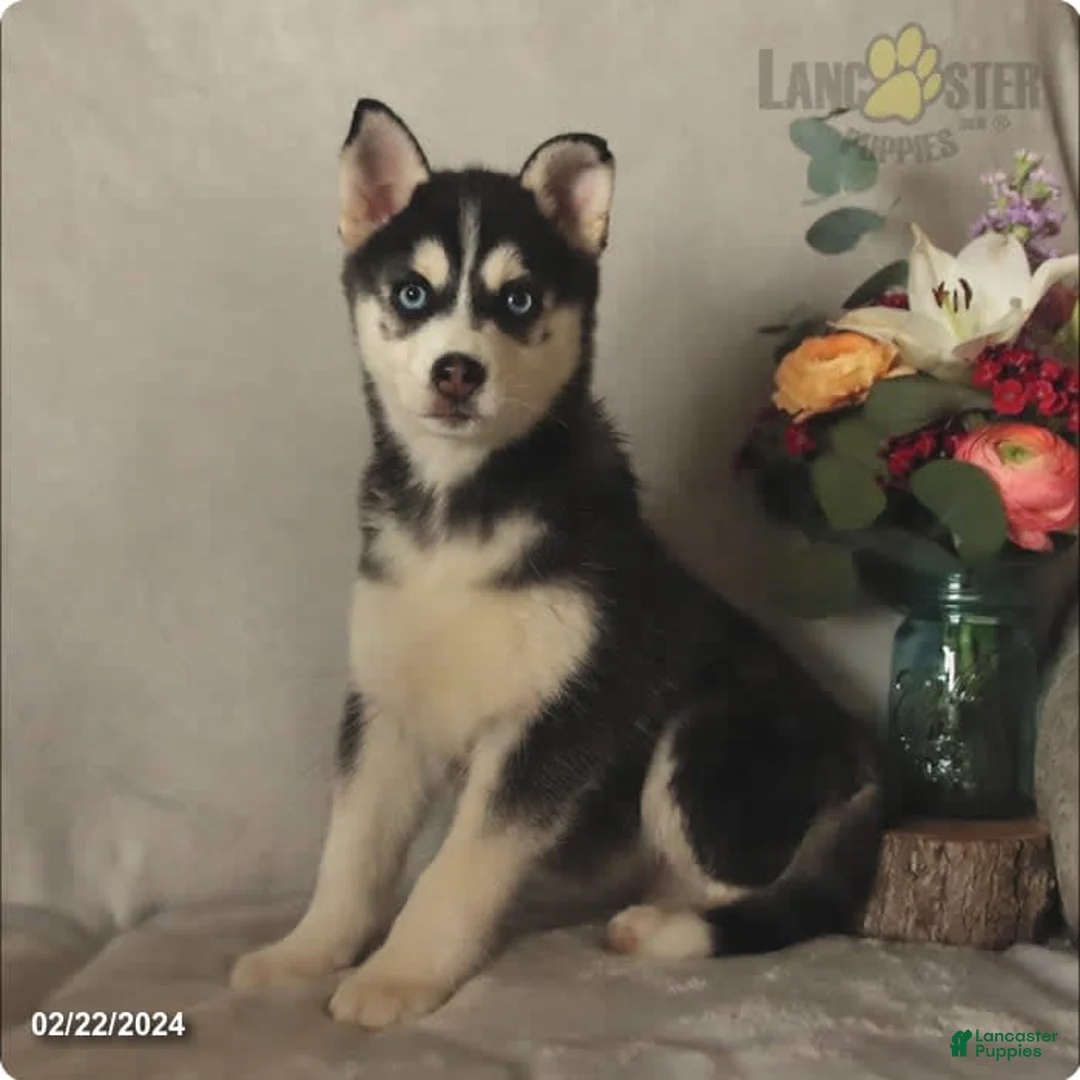 Gallery Image {{count}}