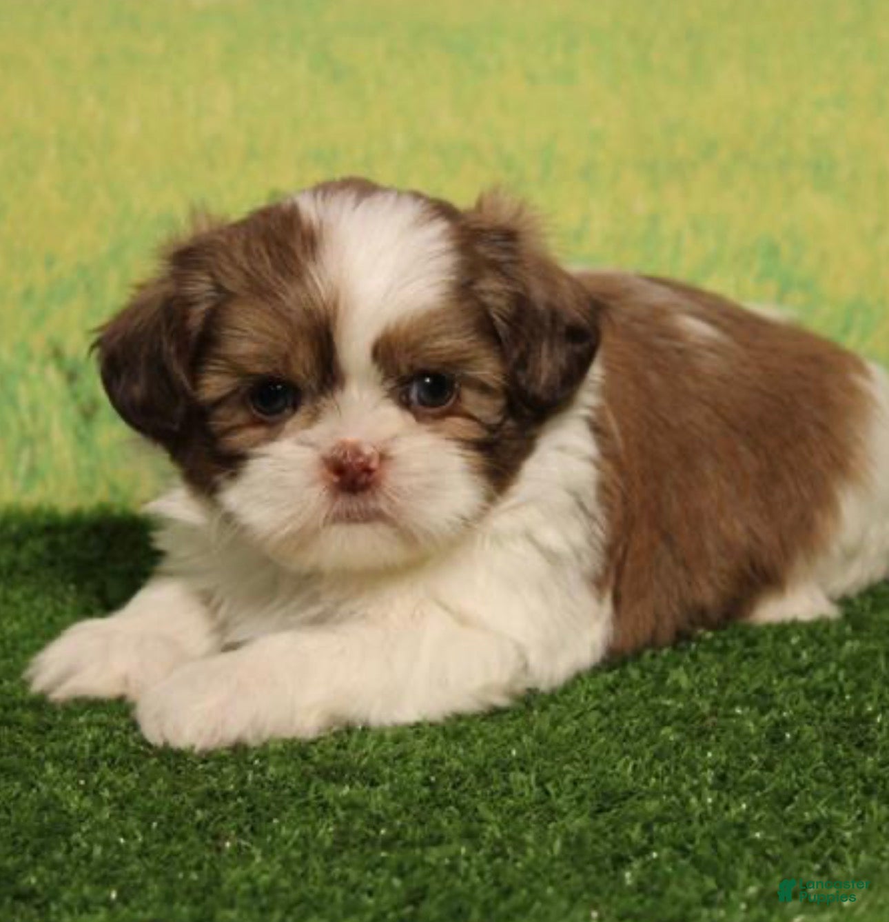 Shih Tzu dogs for sale: Alvin - Ad 1