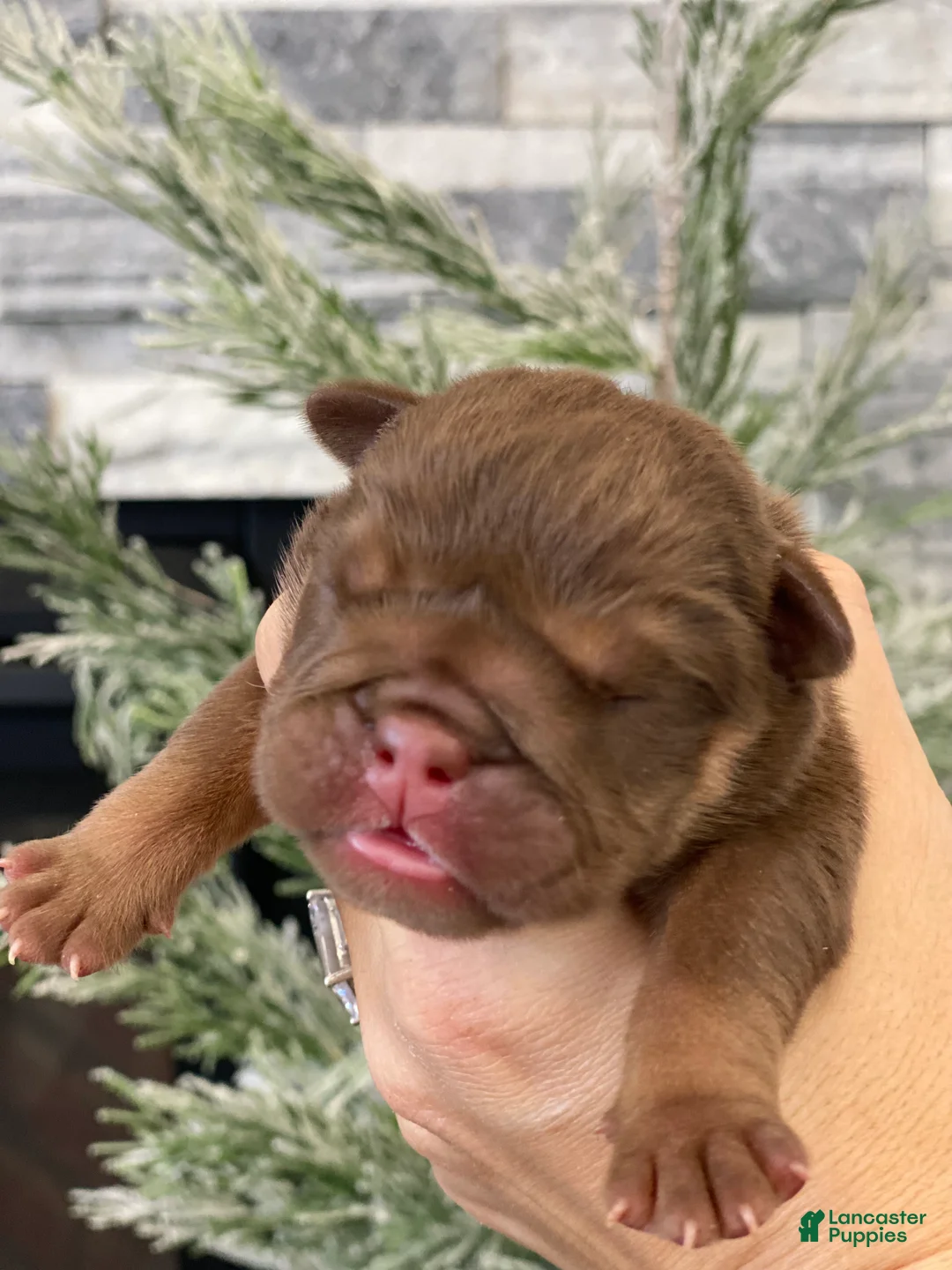 English Bulldog dogs for sale: Robin - Ad 1