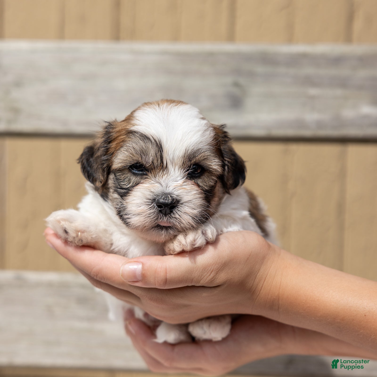 Teddy Bear dogs Maple - Ad 2