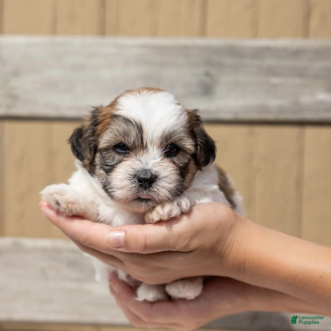 Teddy Bear dogs for sale: Maple - Ad 2