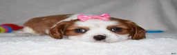 Cavalier King Charles Spaniel dogs for sale: Queenie  - Ad 5
