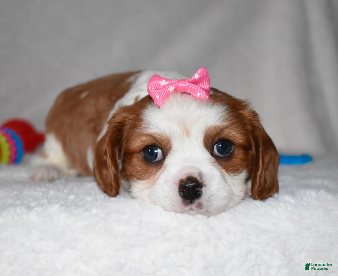 Cavalier King Charles Spaniel dogs for sale: Queenie  - Ad 5