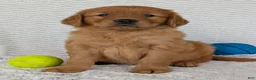 Golden Retriever dogs for sale: Rocco - Ad 11
