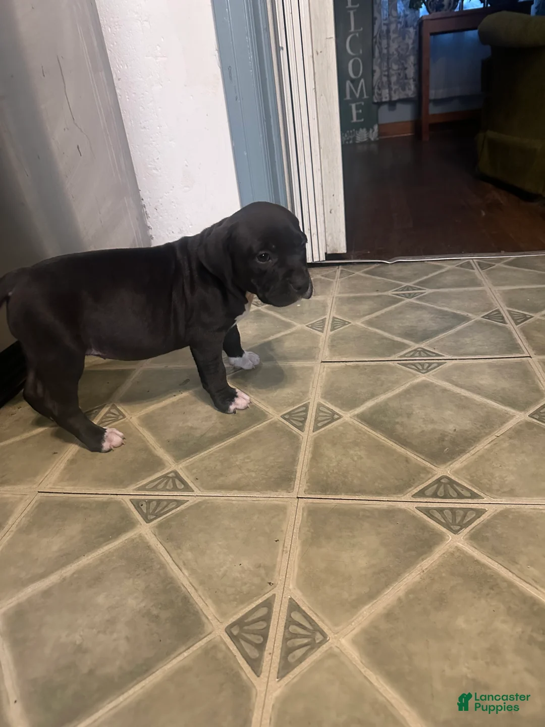 Mixed Breed dogs for sale: Midnight  - Ad 2
