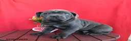 Cane Corso dogs for sale: Walter - Ad 3