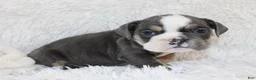 English Bulldog dogs for sale: Stella - Ad 1