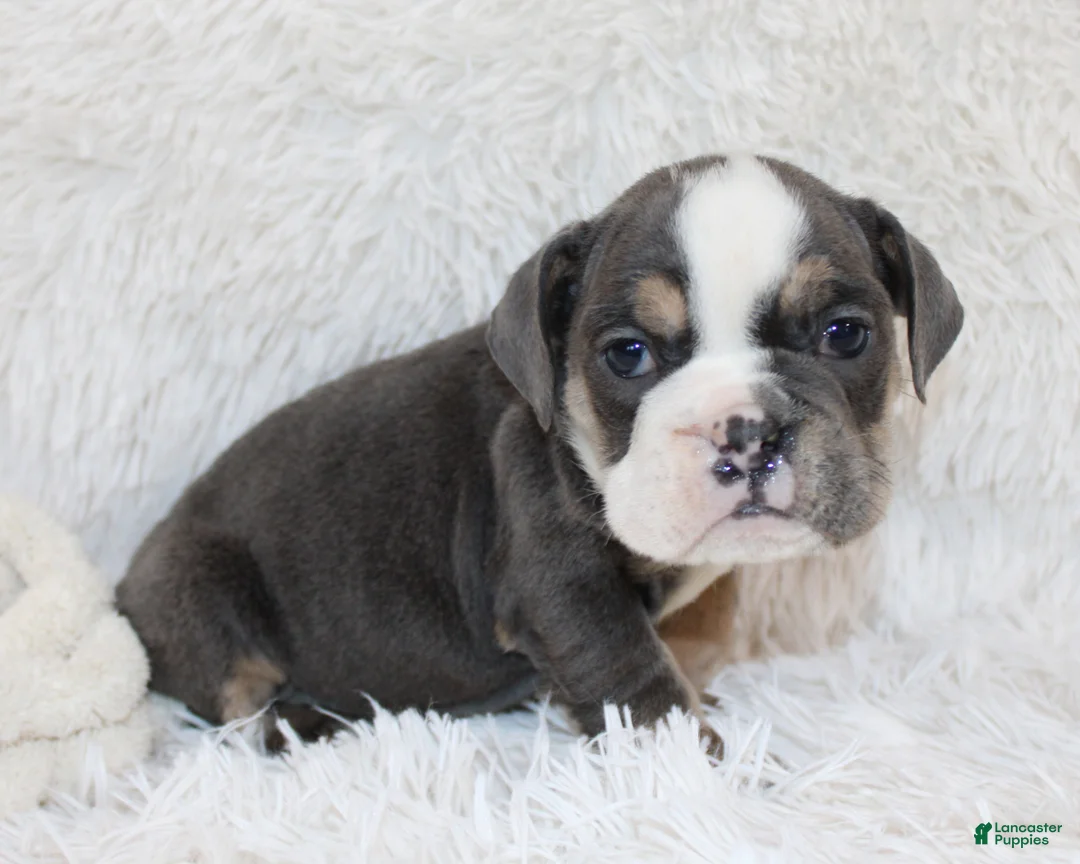 English Bulldog dogs for sale: Stella - Ad 1