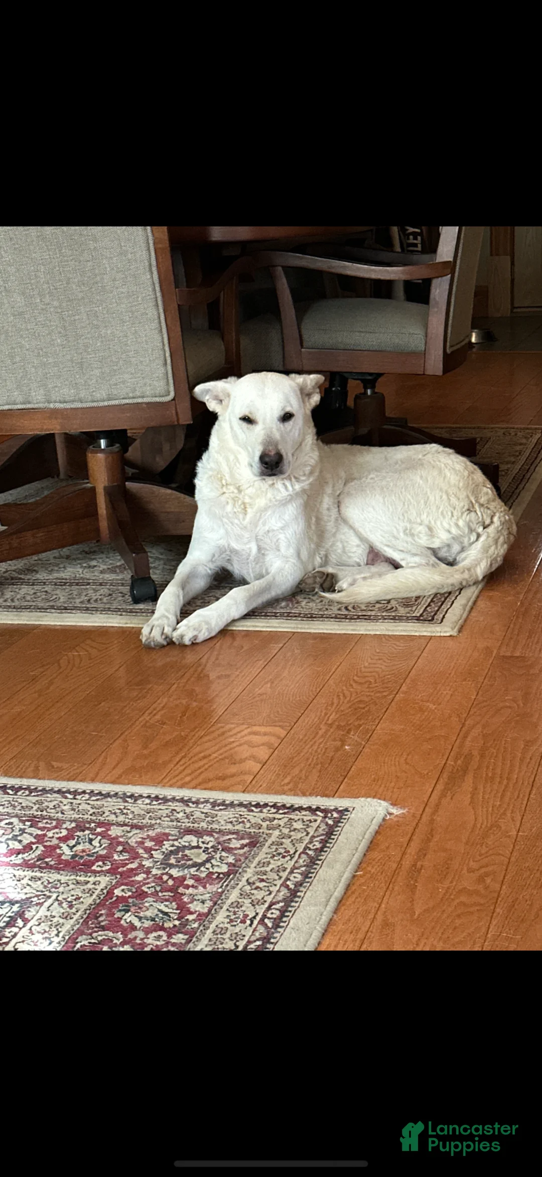 German Shepherd dogs for sale: German Shepherd Puppy 3 - Ad 2