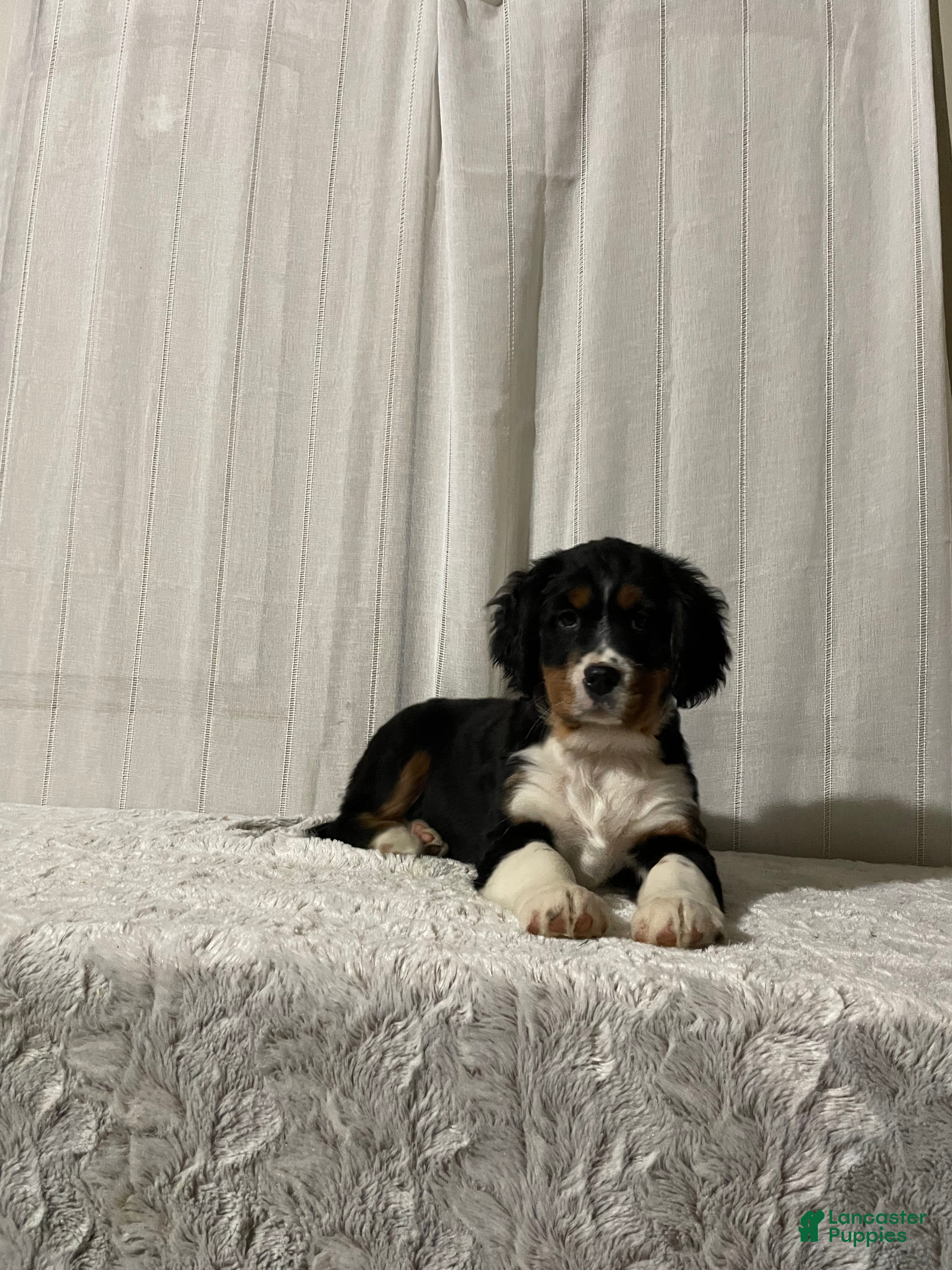 Miniature Bernese Mountain Dog dogs Victor - Ad 2