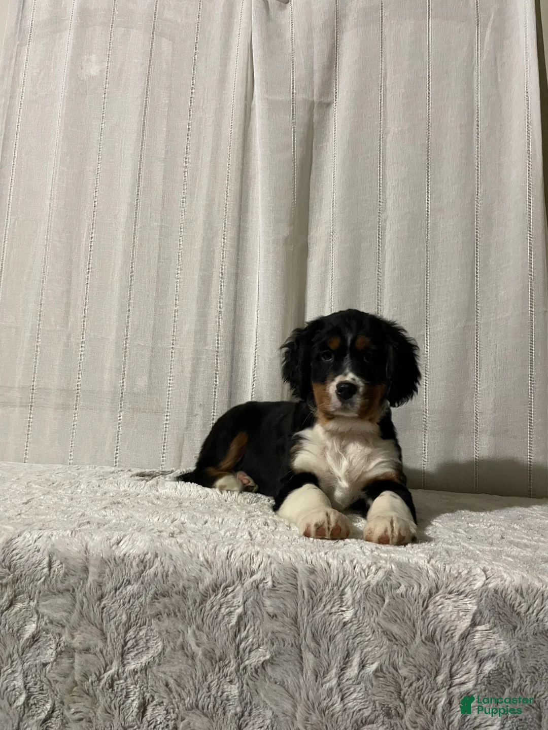 Miniature Bernese Mountain Dog dogs for sale: Victor - Ad 2