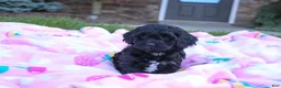 Cavapoo dogs for sale: Randall - Ad 7