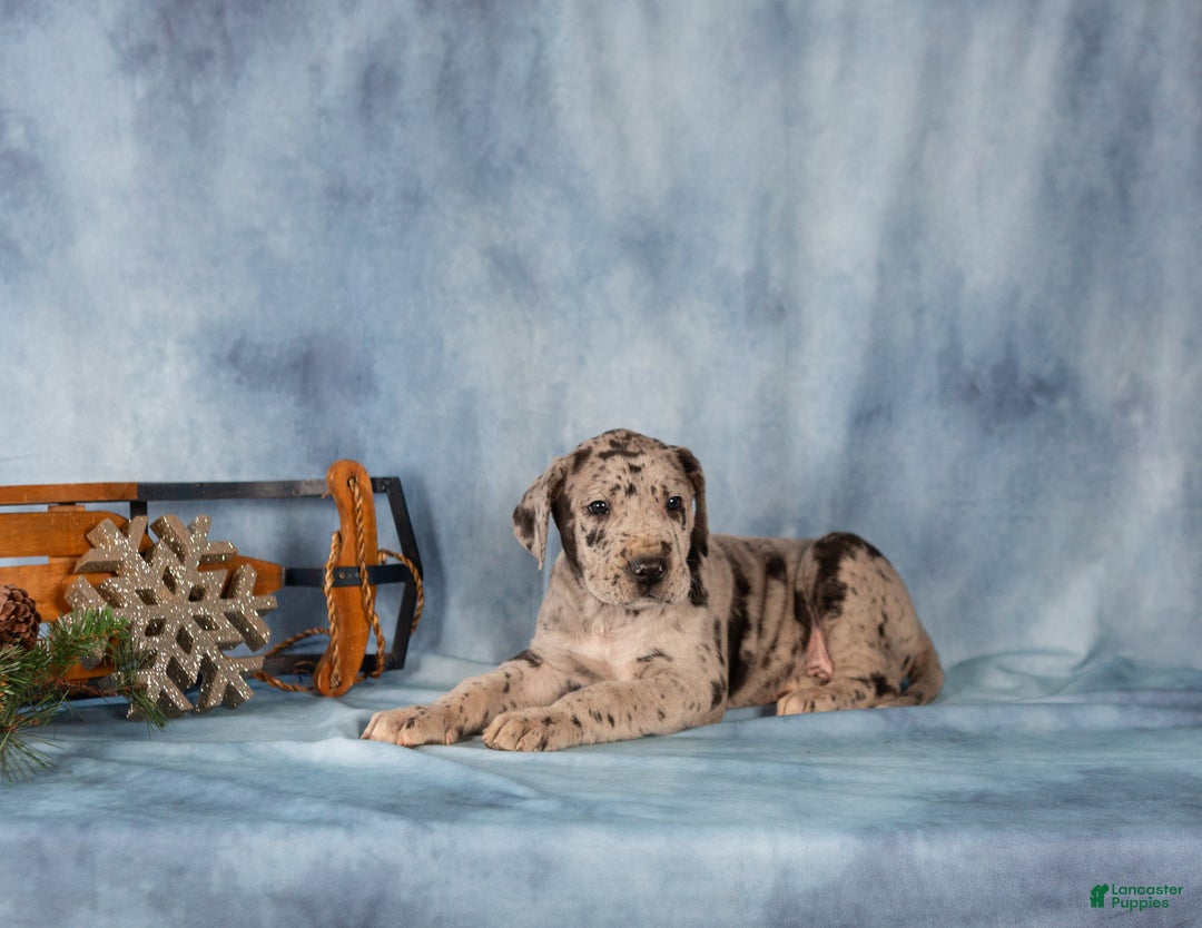 Great Dane dogs for sale: Donovan - Ad 5