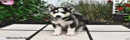 Siberian Husky dogs for sale: Dakota - Ad 4