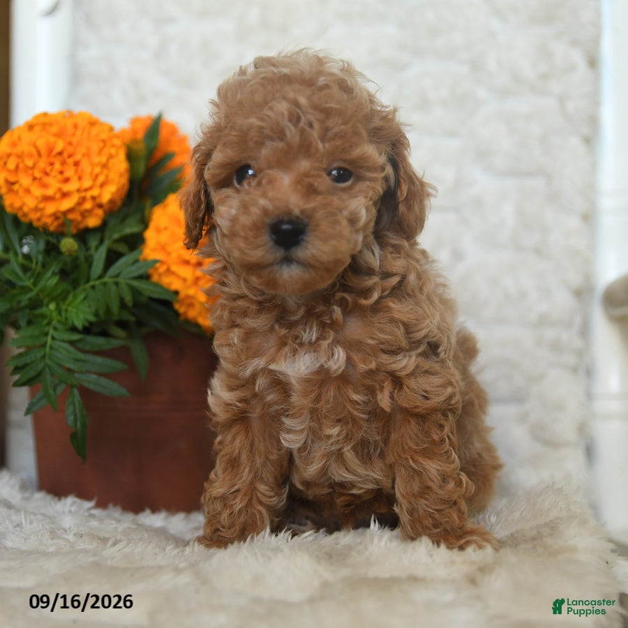 Miniature Poodle dogs Nugget - Ad 2