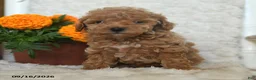 Miniature Poodle dogs for sale: Nugget - Ad 2
