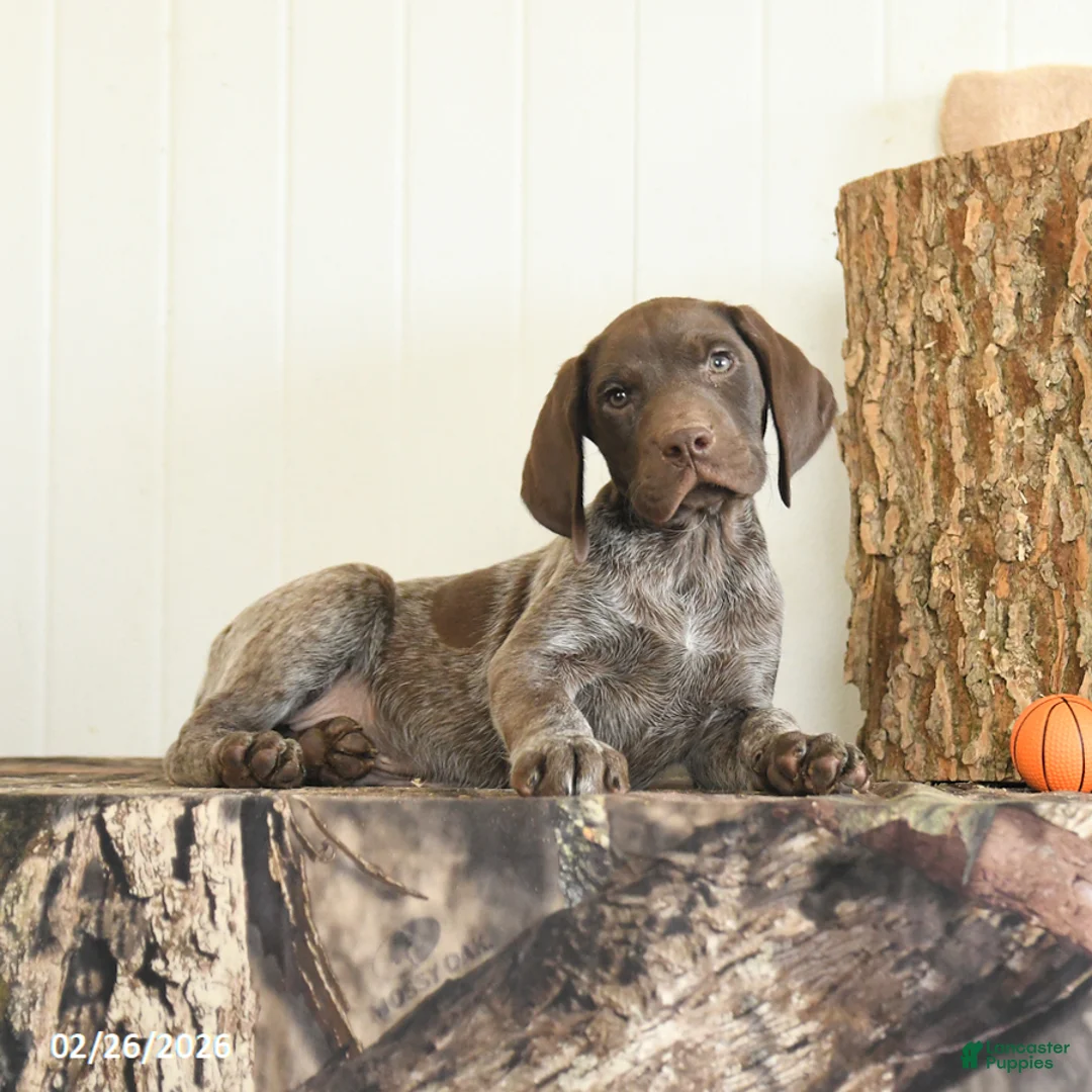 German Shorthaired Pointer dogs for sale: Dune - Ad 4