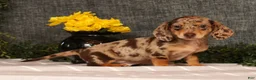 Miniature Dachshund dogs for sale: Jakey - Ad 3