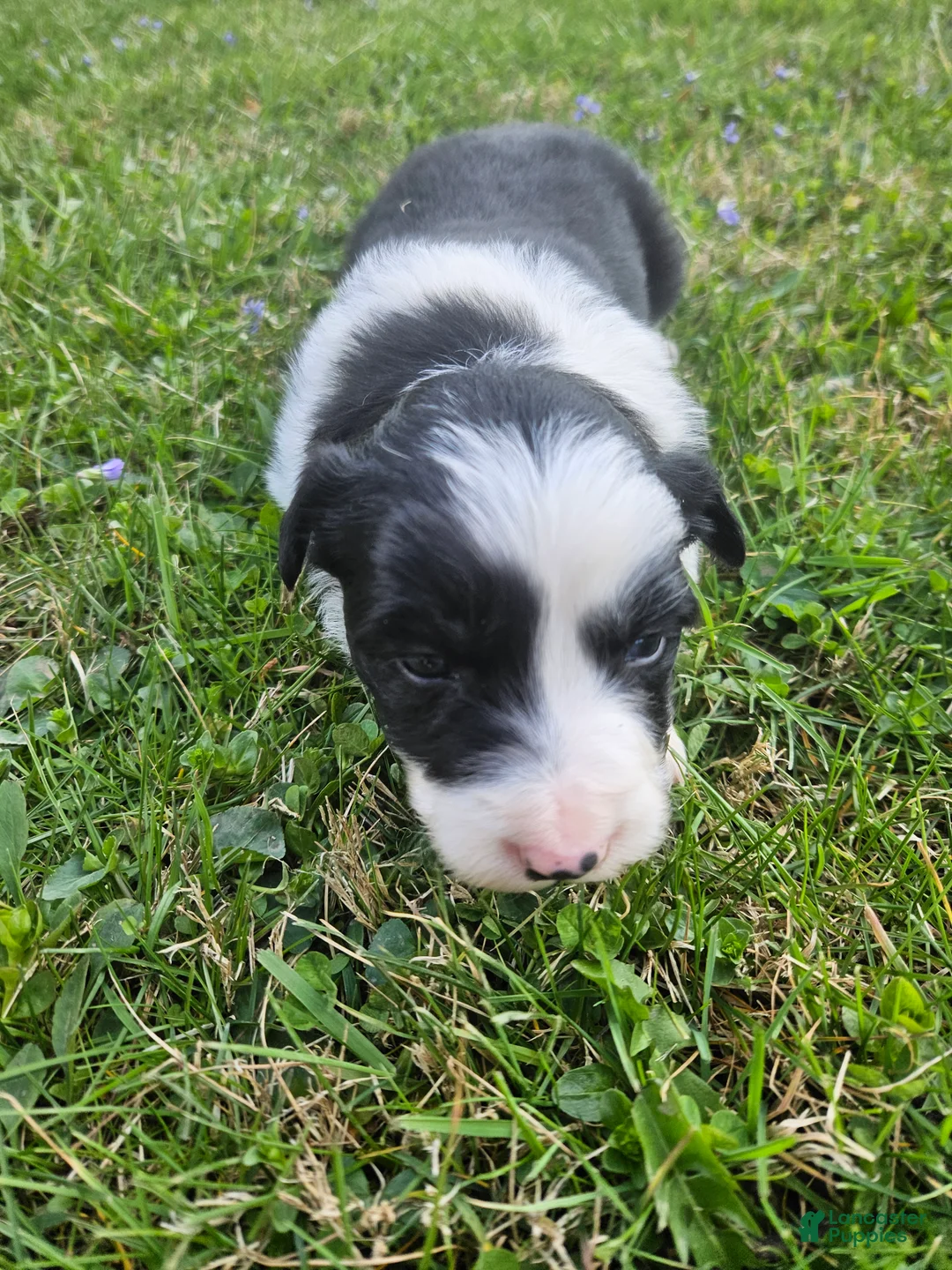 Border Collie dogs for sale: Tulip - Ad 1