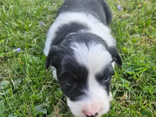 Border Collie dogs Tulip - Ad 27