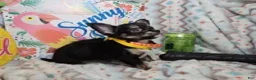 Chihuahua dogs for sale: ElRod [T-Cup] (tri LH) - Ad 2