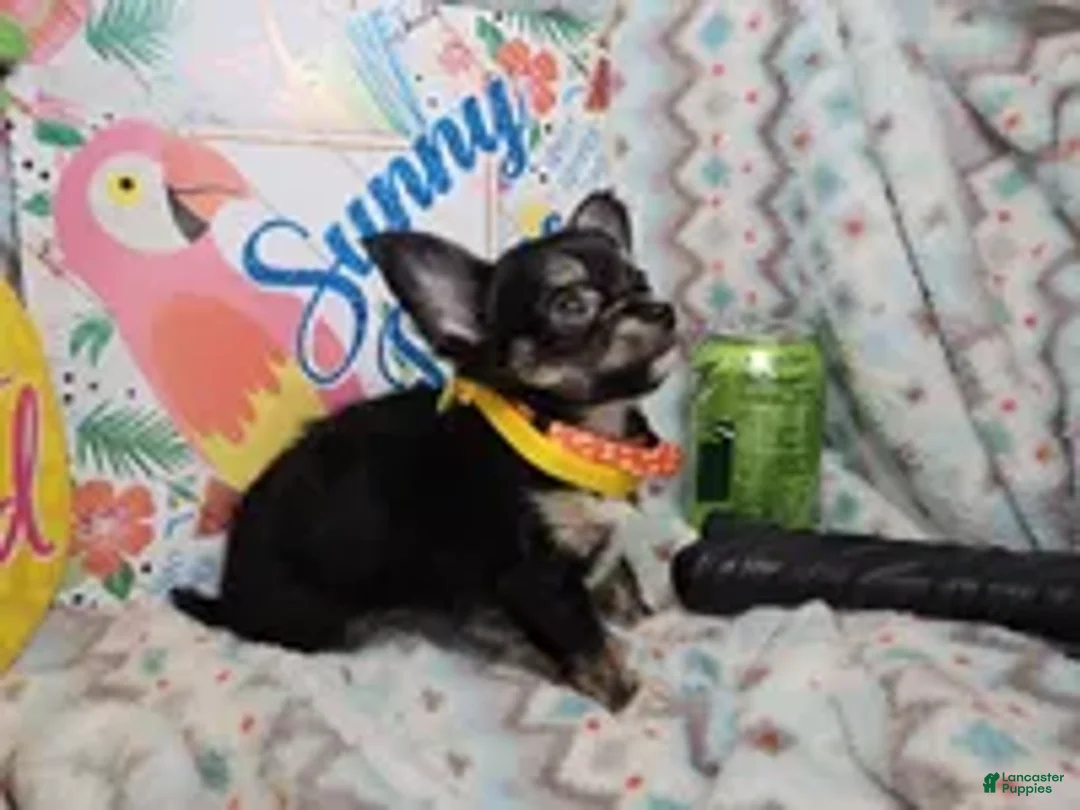 Chihuahua dogs for sale: ElRod [T-Cup] (tri LH) - Ad 2