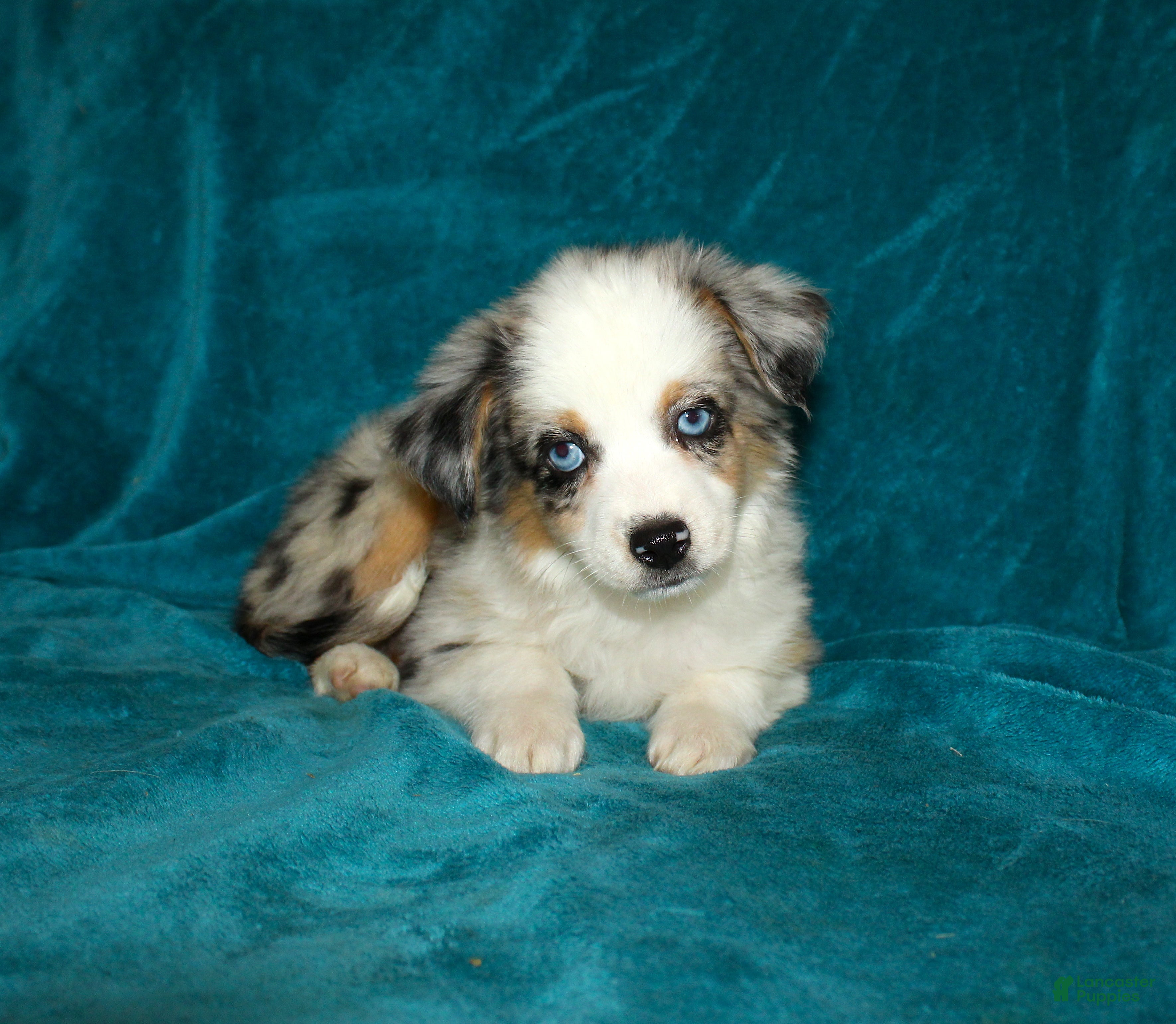Miniature Australian Shepherd dogs for sale: Pansy - Ad 1