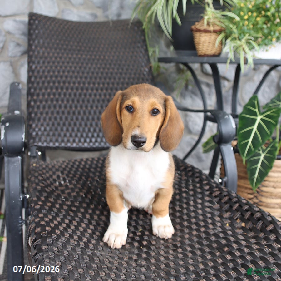Mixed Breed dogs Carly - Ad 2