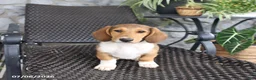 Mixed Breed dogs for sale: Carly - Ad 2