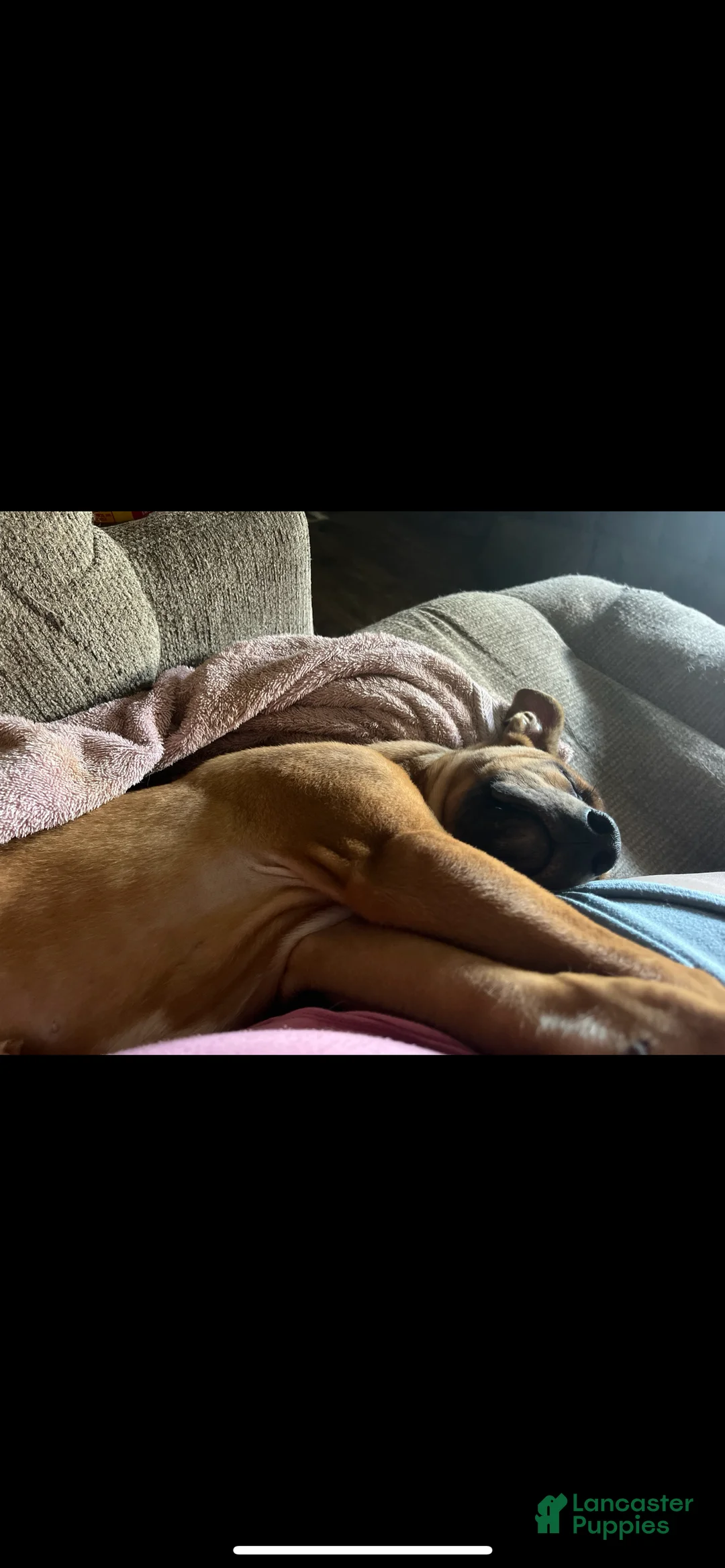 Mixed Breed dogs for sale: Mixed Breed Puppy 1 - Ad 4