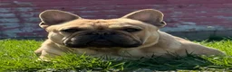 French Bulldog dogs for sale: Toi - Ad 5